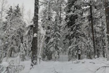 Камчатский лес kamgov.ru