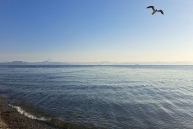 Авачинская бухта Елена Поддубная, ИА KamchatkaMedia