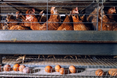 Куры Евгений Кулешов, ИА PrimaMedia