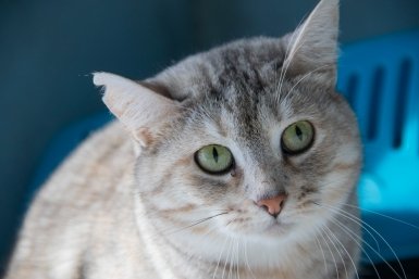 Подопечные приюта &quotКотофеево&quot Ирина Васильева, ИА KamchatkaMedia