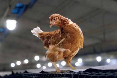 курица, яйца, яйцо, птицефабрика, яйцефабрика Евгений Кулешов, ИА PrimaMedia