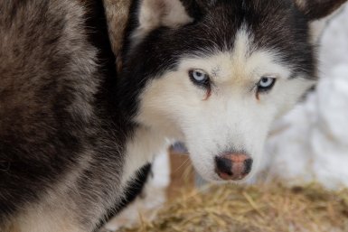 Дружелюбные хозяева фотозоны &quotЦарские псы&quot Ирина Васильева, ИА KamchatkaMedia
