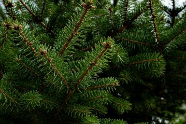 елка, ёлка, шишка, лес, сосна, хвойные, можжевельник Илья Табаченко, ИА PrimaMedia.ru