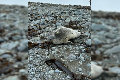 Пятнистый тюлень ларга пресс-служба КамГУ им. Витуса Беринга