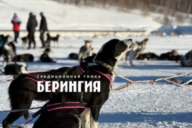 &quotБерингия&quot Организаторы гонки