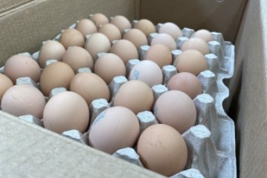 Яйца Правительство Камчатского края