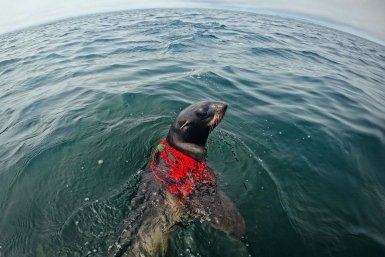 Запутанный тюлень ТГ-канал (18+) Друзья Океана