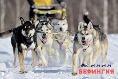 Берингия-2026 Оргкомитет гонки