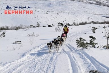 Берингия-2026 Оргкомитет гонки