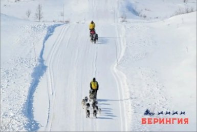 Берингия-2026 Оргкомитет гонки
