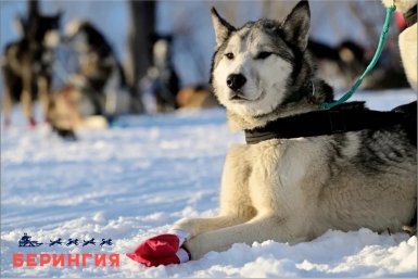 &quotБерингия-2026&quot Оргкомитет гонки