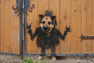 собака, охрана, двор, дом Мария Смитюк, ИА PrimaMedia