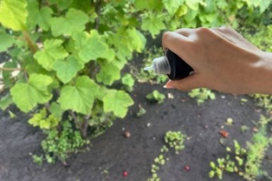 По 6 капель на ведро: как надо опрыскивать картофель перед посадкой - органический щит ИА KrasnodarMedia