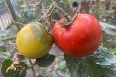 Огород для занятых: беру 4 компактных гибрида - и заваливаю кухню томатами, не сгибая спины ИА KrasnodarMedia