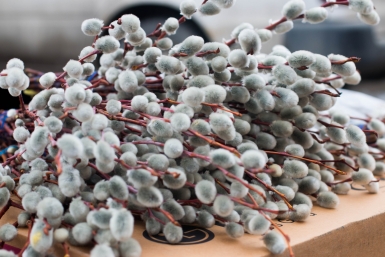 В РПЦ развеяли главные мифы о Вербном воскресенье: старую вербу можно выбросить