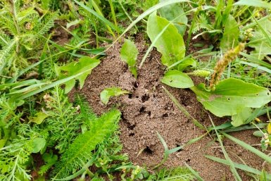 Забыл про муравьев и клещей: это простое решение оказалось настоящим спасением для моего сада Автора