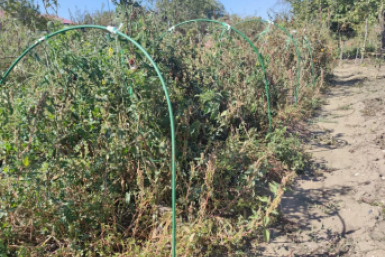 Сорняк под надзором: за какие растения с 1 марта 2026 года оштрафуют на 700 тысяч