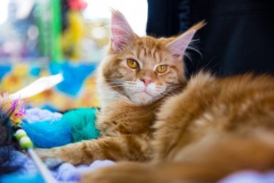Тематическое фото Илья Аверьянов, ИА PrimaMedia.ru