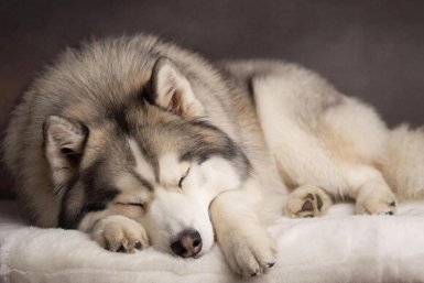 5 пород собак, которые не нужно часто выгуливать: даже утром они не просятся на улицу Создано при помощи ИИ