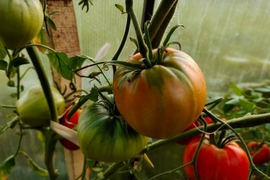 Сею семена томата 16 апреля - и рассада крепче, чем у соседа с мартовской: 3 способа получить ранний урожай