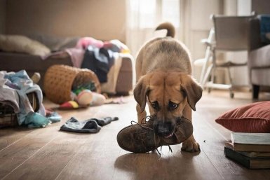 Разрушат квартиру за час: топ-6 пород собак, которые не выносят одиночества - честный отзыв владельцев Создано при помощи ИИ