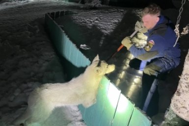 Спасатели МЧС освободили собаку, застрявшую в заборе на Камчатке