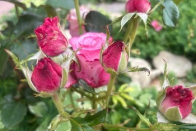 300 гр. под корень - и тля забудет дорогу к розам: чем подкормить цветы для идеальных бутонов 10/10 ИА KrasnodarMedia