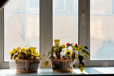 Окно, цветы Илья Аверьянов, ИА PrimaMedia.ru