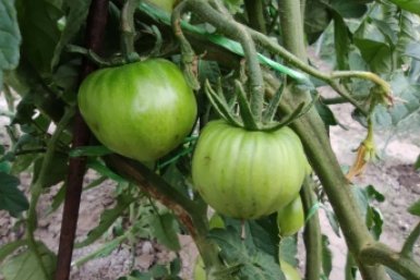 100 мл на ведро - и фитофтора не коснется томатов: мощный щит для вашего огорода в середине апреля ИА SakhalinMedia