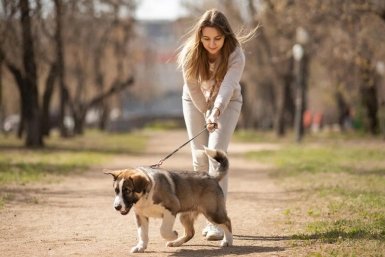 Собака перестанет тянуть поводок навсегда: запомните 1 жест рукой - заменит 10 уроков у кинолога Создано при помощи ИИ