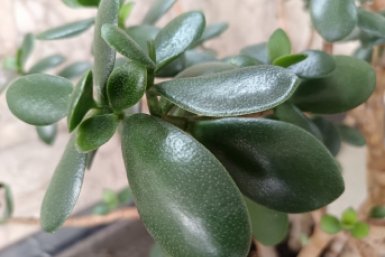 В апреле денежному дереву обязательно — и получаю пышную, как шар, крону без лысых веток и кривых побегов