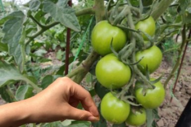 Томаты-гиганты по 800 грамм: закопайте это под каждый куст в мае - сочные, мясистые и сладкие ИА SakhalinMedia