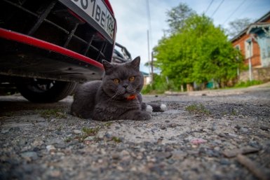 Заменит собаку и принесет тапки: эти 4 породы кошек обожают учить команды и гулять на поводке ИА Stavropol.Media