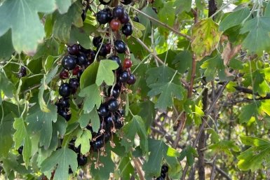 10 грамм под куст - и смородина будет размером с абрикос: собирайте урожай вёдрами, а соседи пусть завидуют ИА SakhalinMedia