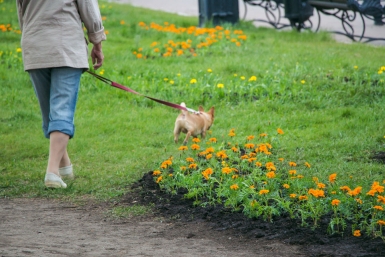 Соседская собака лает сутками - как заставить соседа ответить