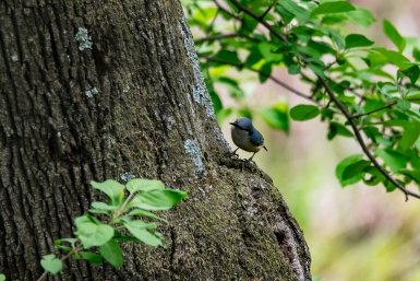 За старое дерево у подъезда можно сесть в тюрьму? Ответ по ЖКХ