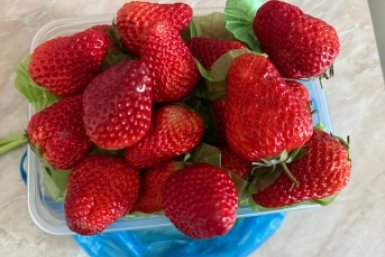 Для получения крупной клубники можно использовать комплексные удобрения Марина Голикова, ИА UssurMedia