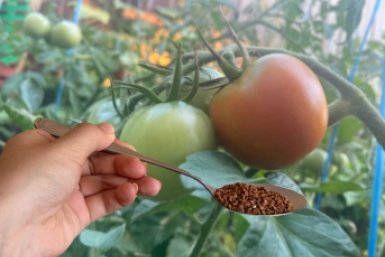 1 ложка на лунку - томаты не болеют и всегда сочные: по 8 кг мясистых плодов с одного куста ИА SakhalinMedia