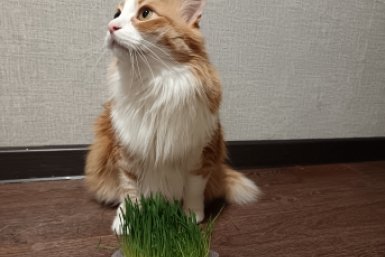 Не просто мурчит, а просит о помощи: 4 сигнала кошки, которые владельцы путают с нежностью, а зря ИА Stavropol.Media