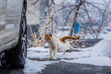Новость дня