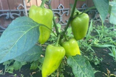 До 10 мая перцам даю только это: 1 ложка на куст - и завязей больше, чем листьев, даже в &quotкапризное&quot лето ИА SakhalinMedia