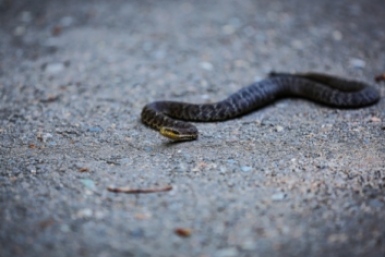 Турист погиб во время шоу заклинателя змей в Хургаде