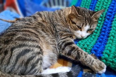 В Госдуму внесли законопроект об обязательной маркировке домашних животных