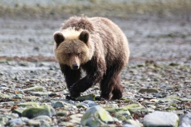 Новость дня