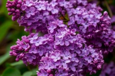 Нарвать сирени в городском сквере стоит 15 суток: предупреждение от Роскачества