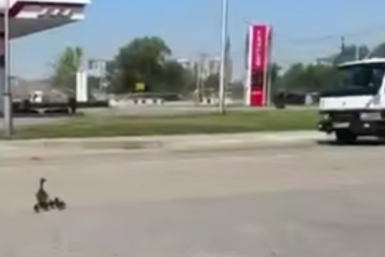Скриншот видео Телеграм-канал &quotМарк Чернослив (Уссурийск)&quot (16+)