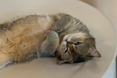 Шерсти в доме больше не будет: 4 породы кошек, которые вообще не линяют - любуюсь чистыми коврами и одеждой ИА Stavropol.Media