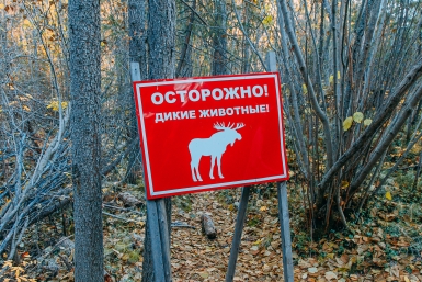 Водитель не справился с манёвром и врезался в лося, вышедшего на трассу. Мария Смитюк, ИА PrimaMedia