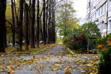 Ковер из осенних листьев ИА PrimaMedia