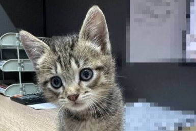 Пропавший котенок ИА PrimaMedia